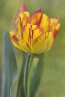 Rembrandt Tulip Fine Art Print