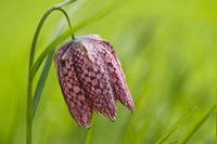 Snake's Head Fritillary Flower Fine Art Print