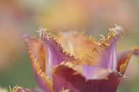 Tulip Crispa Fine Art Print