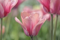 Tulip Mirella Fine Art Print