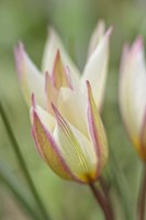 Tulip Primulina Fine Art Print