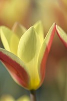 Tulip Tinka Fine Art Print