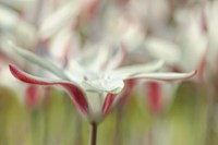 Tulipa Clusiana Cashmeriana Fine Art Print
