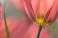 Tulipa Planifolia Fine Art Print