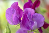 Two Sweet Pea Flowers Fine Art Print