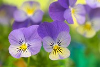 Violets Fine Art Print