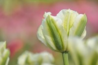 White and Green Tulip Fine Art Print