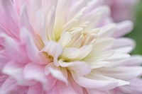 White and Pink Dahlia Fine Art Print