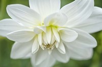 White Dahlia Fine Art Print