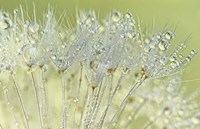 Dandelion Dew I Fine Art Print