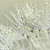 Dandelion Dew III Fine Art Print