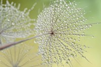 Dewy Dandelion Fine Art Print