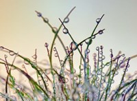 Dewy Grass Fine Art Print
