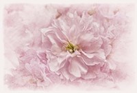 Cherry Blossom Fine Art Print