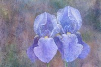 Iris Blue Rhythm Fine Art Print