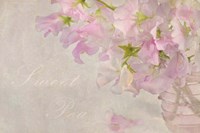 Sweet Pea Fine Art Print