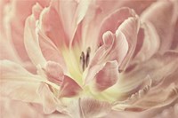 Vintage Tulip Fine Art Print