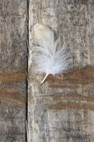 Feather on Wood I Fine Art Print