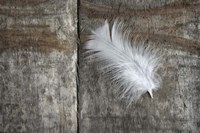 Feather on Wood II Fine Art Print