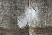 Whilte Feather on Rough Wood Fine Art Print
