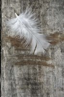 White Feather on Wood Fine Art Print