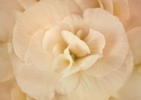 Amber Begonia Flower Fine Art Print