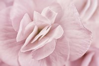 Begonia Flower Fine Art Print