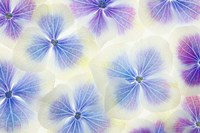 Blue and White Hydrangea Flowers Fine Art Print