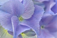 Blue Hortensia Fine Art Print
