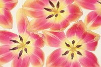 Cerise and Yellow Tulips Fine Art Print