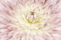Dahlia Flower Fine Art Print