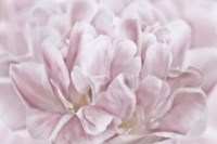 Double Pink Tulip Fine Art Print