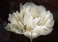 Double White Tulip Fine Art Print