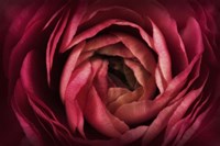 Glowing Ruby Red Ranunculus Fine Art Print