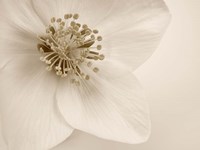 Hellebore Christmas Rose Fine Art Print