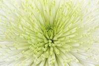 Lime Light Spider Mum Fine Art Print