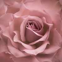 Misty Rose Pink Rose Fine Art Print