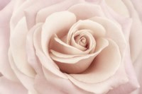 Peach Pink Rose Fine Art Print