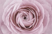 Persian Buttercup Fine Art Print