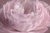 Persian Pink Petals Fine Art Print