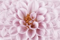 Pink Dahlia Fine Art Print