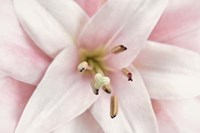 Pink Lily Fine Art Print