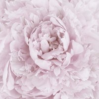 Pink Peony Flower Fine Art Print