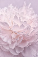 Pink Peony Petals I Fine Art Print