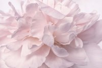 Pink Peony Petals II Fine Art Print