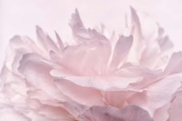 Pink Peony Petals III Fine Art Print