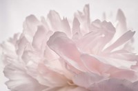 Pink Peony Petals V Fine Art Print