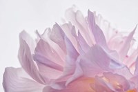 Pink Peony Petals VI Fine Art Print