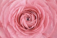 Pink Persian Buttercup Flower Fine Art Print