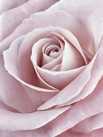 Pink Rose Fine Art Print